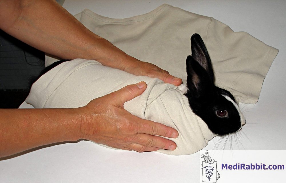 Rabbit in towel
